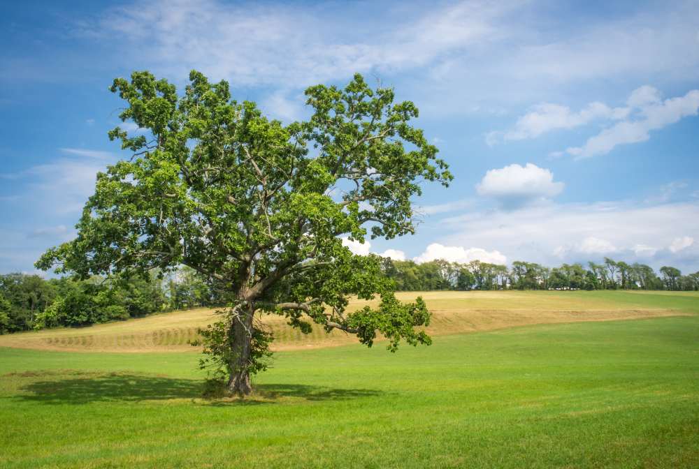 North Oaks MN